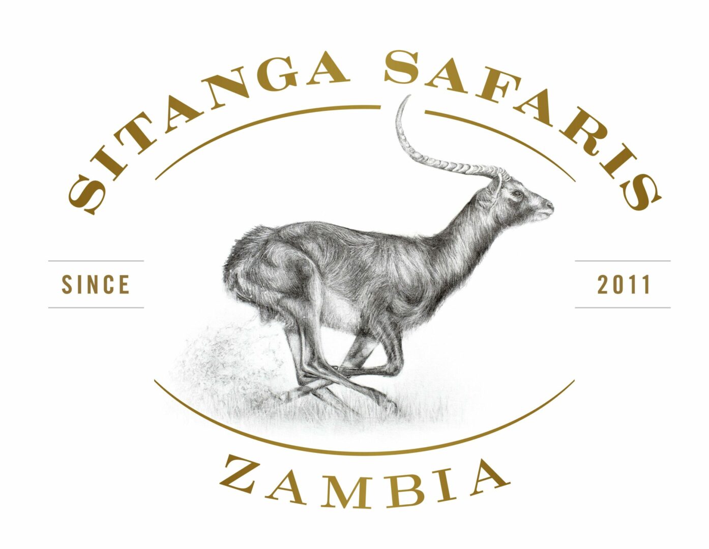 Sable antelope in the wild