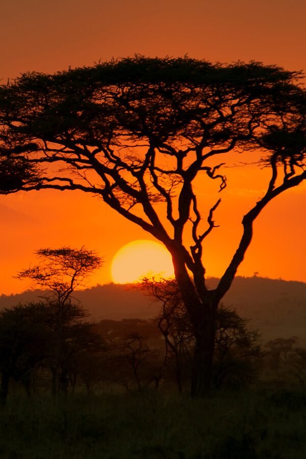 Scenic view of the Miombo forest at sunset