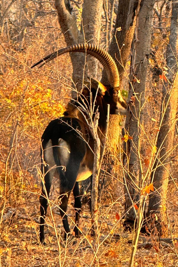 Image of a hunter with a Cape Buffalo trophy in the Miombo forest