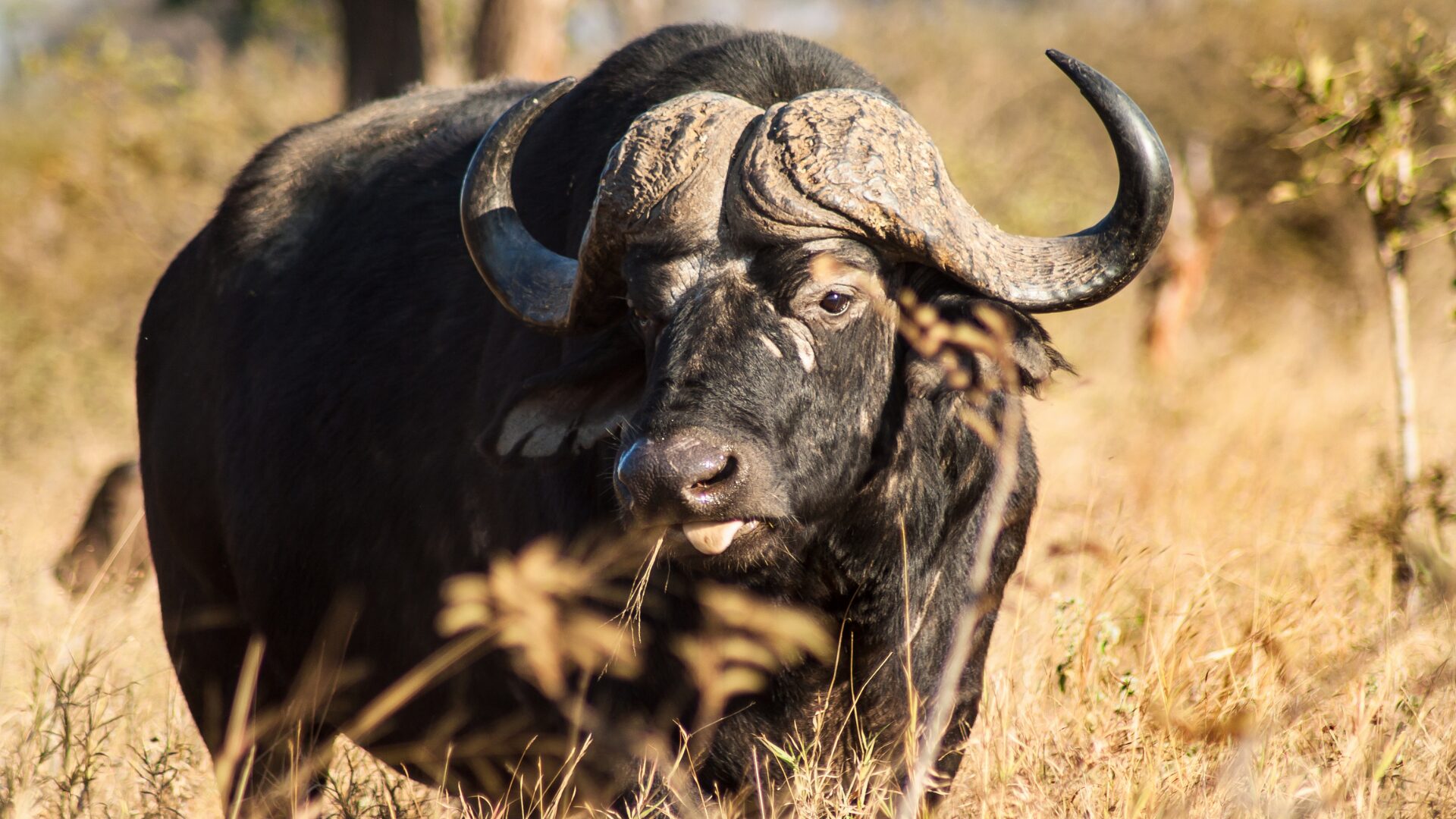 Buffalo Package
